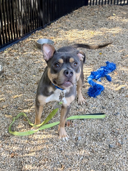 BELLA - Pit Bull Terrier / Mix available for adoption