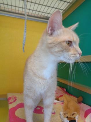 AREANNA - Domestic Shorthair / Mix available for adoption