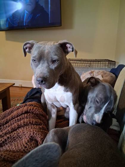 CHUPIE (IN FOSTER) - American Pit Bull Terrier / Mix available for adoption