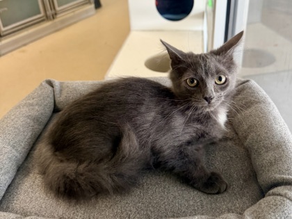 JACK - Domestic Medium Hair / Mix available for adoption