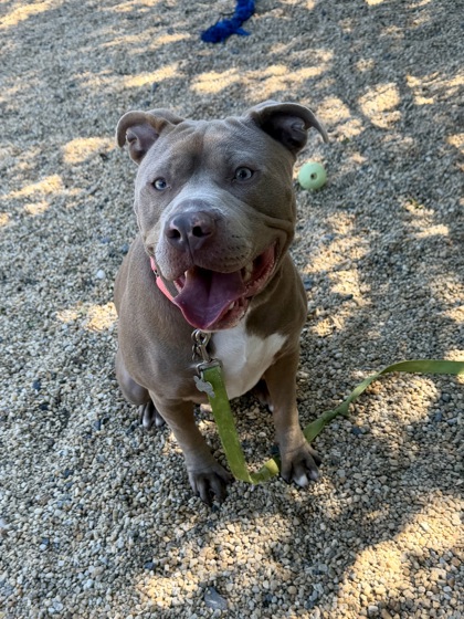 BRYSON - American Pit Bull Terrier / Mix available for adoption