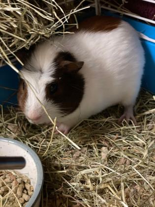 WHITEOUT (IN FOSTER) - Guinea Pig / Guinea Pig available for adoption