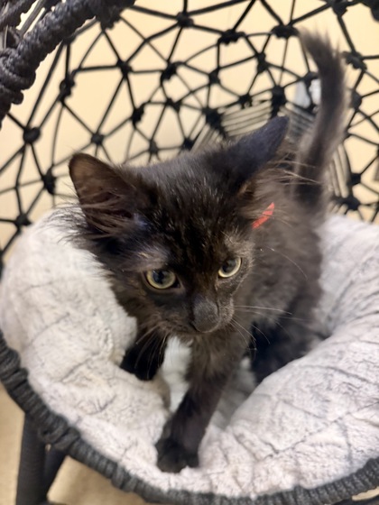 LITTLE BEAR JR. - Domestic Medium Hair / Mix available for adoption