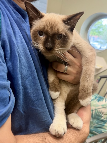 WHITE CHICKEN CHILI - Siamese / Mix available for adoption