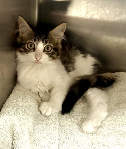 DAN ANSOM HANSOME - Domestic Shorthair / Mix available for adoption