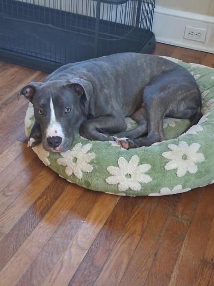 CIRCUS PEANUT (IN FOSTER) - American Pit Bull Terrier / Mix for adoption in Hampton