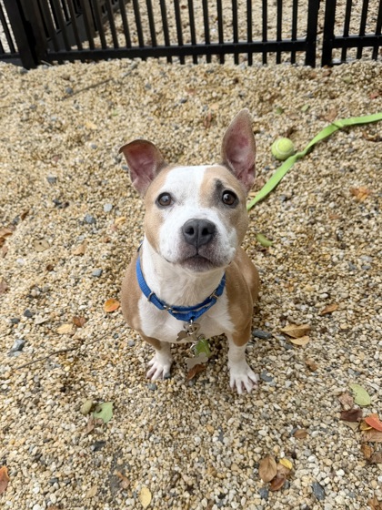 BLESSING - American Pit Bull Terrier / Mix available for adoption