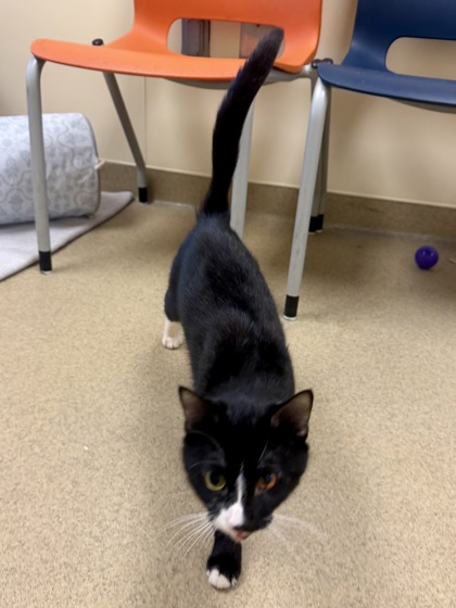 FRUIT SALAD - Domestic Shorthair / Mix available for adoption