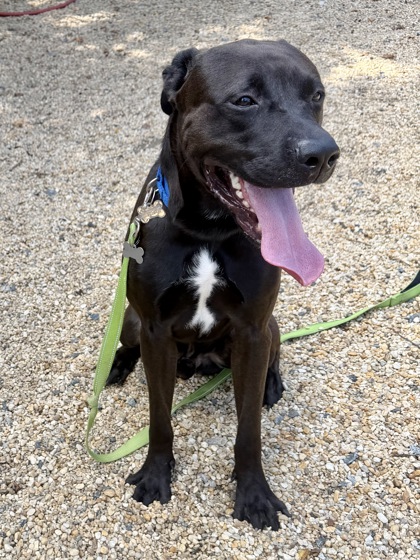 COZMO - Pit Bull Terrier / Mix available for adoption