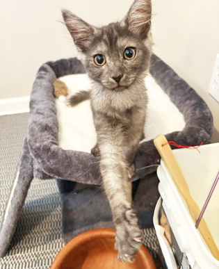 SLINKY (IN FOSTER) - Domestic Medium Hair / Mix available for adoption