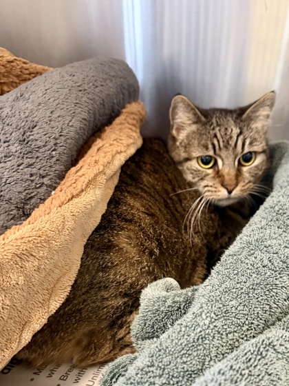 LILLY LA ROSE - Domestic Shorthair / Mix for adoption in Hampton