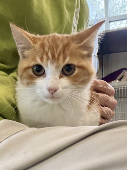 CANDY CORN - Domestic Shorthair / Mix available for adoption