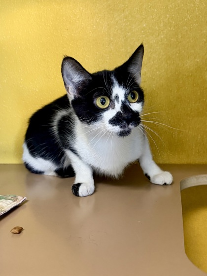 AUTUMN - Domestic Shorthair / Mix available for adoption