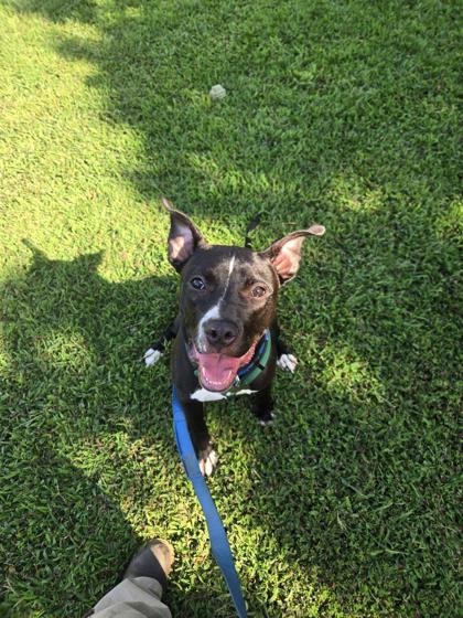 FROG  (IN FOSTER) - American Pit Bull Terrier / Mix for adoption in Hampton