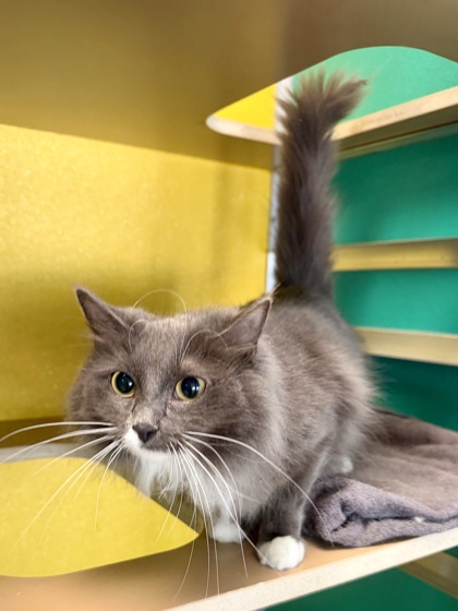 AUGGIE - Domestic Medium Hair / Mix available for adoption