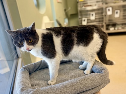 SNOWBALL - Domestic Shorthair / Mix available for adoption