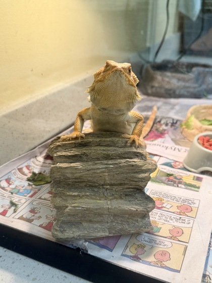 BONSAI - Lizard / Lizard available for adoption