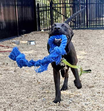 COZMO - Pit Bull Terrier / Mix available for adoption