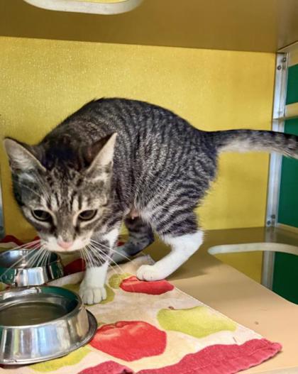 CRAYOLA - Domestic Shorthair / Mix available for adoption