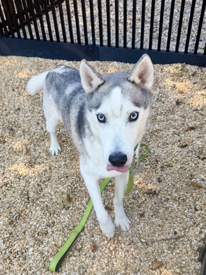 ASH - Alaskan Husky / Mix available for adoption