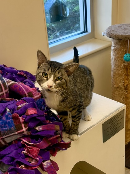 CHILI - Domestic Shorthair / Mix available for adoption