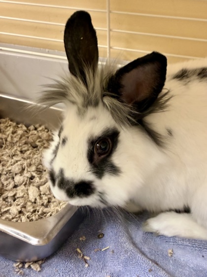 GHOST (FOSTER TO ADOPT) - Lionhead / Lionhead available for adoption