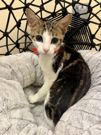 ALEXANDER - Domestic Shorthair / Mix available for adoption