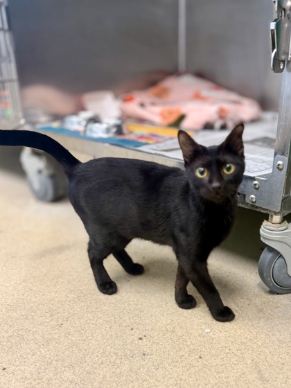CASSIE - Domestic Shorthair / Mix available for adoption