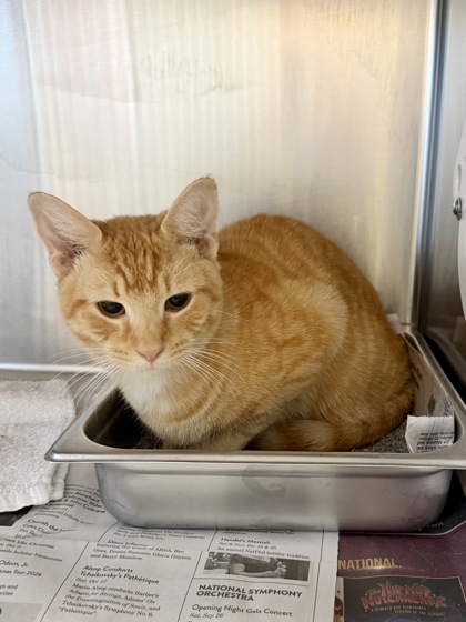LAFFY TAFFY - Domestic Shorthair / Mix available for adoption