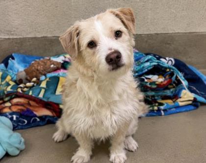 PINE CONE - Terrier / Mix available for adoption