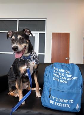 COOPER - German Shepherd / Mix for adoption in Hampton