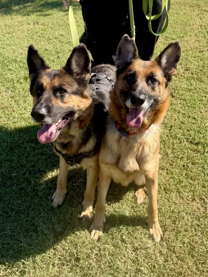 EMMA (BONDED WITH ROXY) - German Shepherd / Mix available for adoption