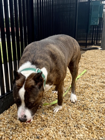 ETHEL - American Pit Bull Terrier / Mix available for adoption