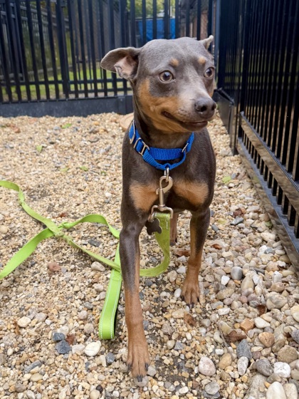 ABE - Miniature Pinscher / Mix available for adoption