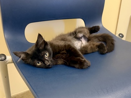 APPLE CRUMBLE - Domestic Shorthair / Mix available for adoption
