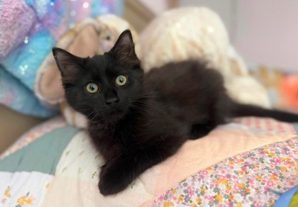 MARSHMELLOW - Domestic Longhair / Mix available for adoption
