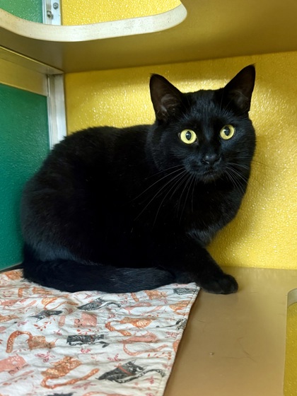 MIDNIGHT - Domestic Shorthair / Mix available for adoption