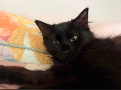 MARSHMELLOW - Domestic Longhair / Mix available for adoption