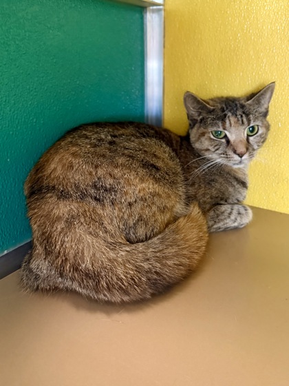 BIRDY - Domestic Shorthair / Mix available for adoption