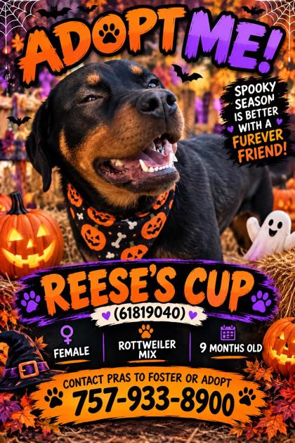 REESE'S CUP - Rottweiler / Mix available for adoption