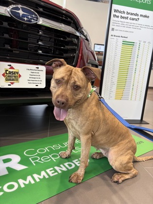 DAISY - American Pit Bull Terrier / Mix for adoption in Hampton