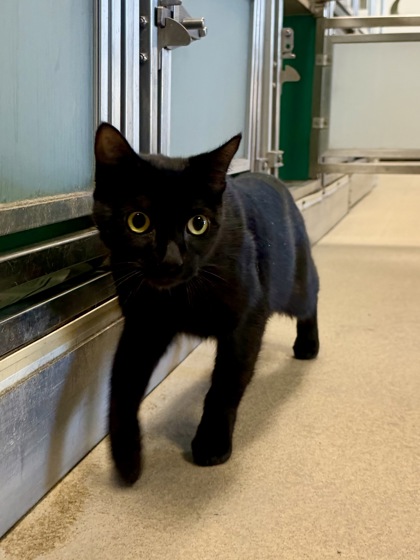 EBONY - Domestic Shorthair / Mix available for adoption