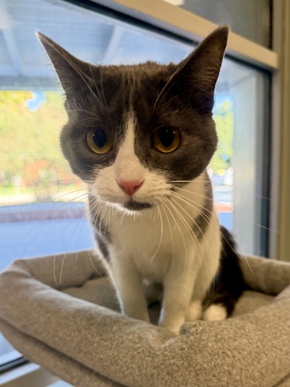 SNOWBALL - Domestic Shorthair / Mix available for adoption