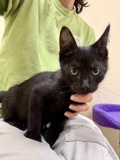 TIPPY (FOSTER TO ADOPT) - Domestic Shorthair / Mix available for adoption