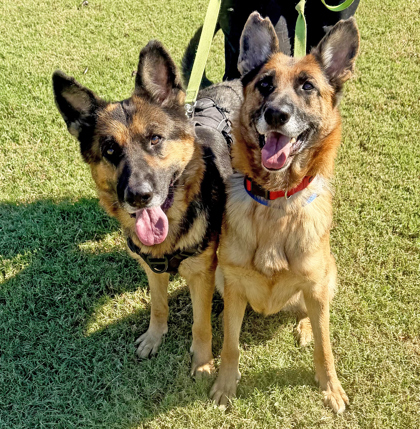 ROXY (BONDED WITH EMMA) - German Shepherd / Mix available for adoption