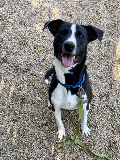 XENO - Mixed Breed, Medium (up to 44 lbs fully grown) / Mix for adoption in Hampton