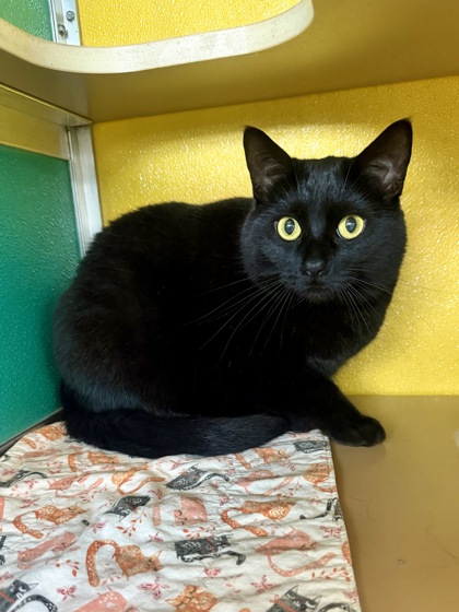 MIDNIGHT - Domestic Shorthair / Mix for adoption in Hampton