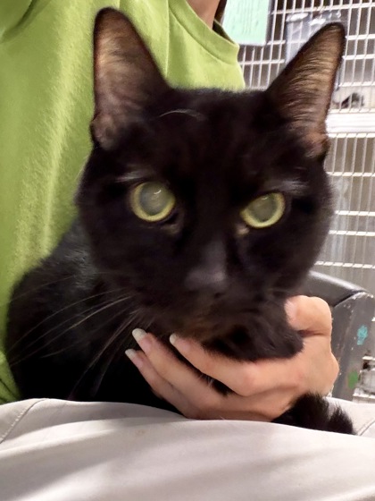 ANGUS - Domestic Shorthair / Mix available for adoption
