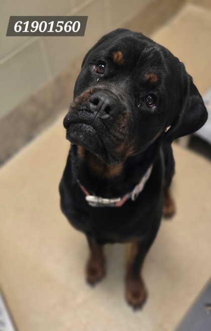 NANI LOVELY - Rottweiler / Mix available for adoption