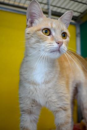 AREANNA - Domestic Shorthair / Mix available for adoption